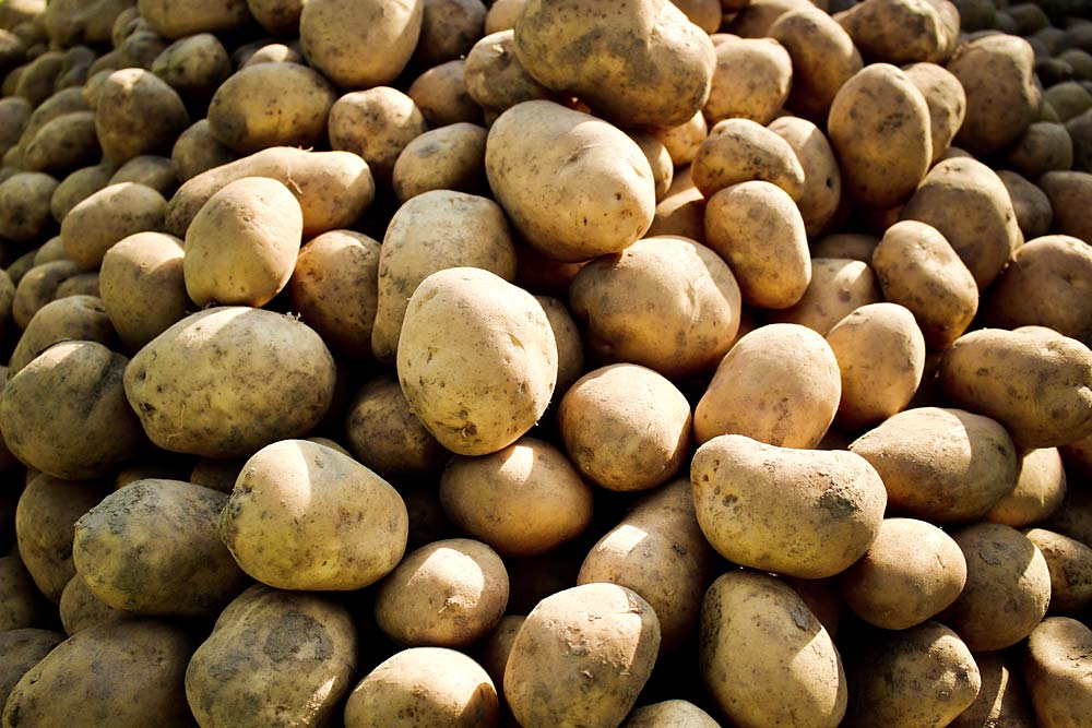 Kartoffelfeld in Kelheim