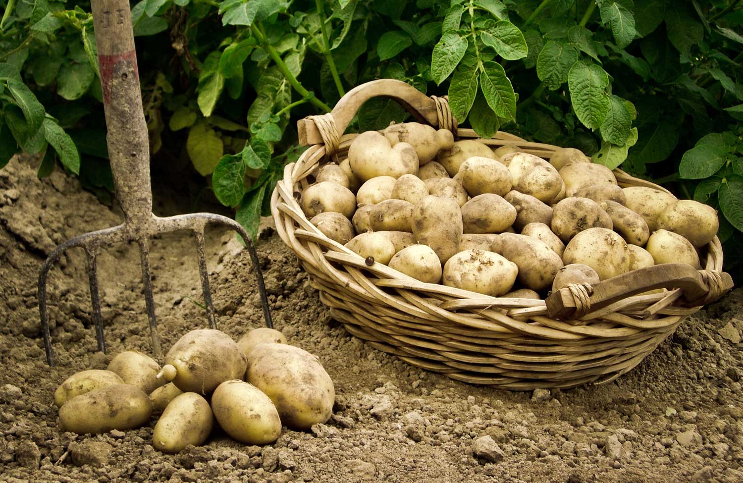 frische Kartoffeln direkt vom Feld