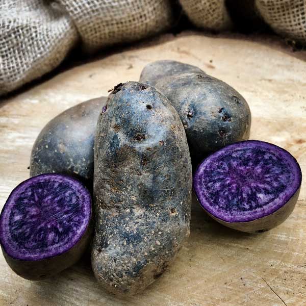 blaue Trüffelkartoffel