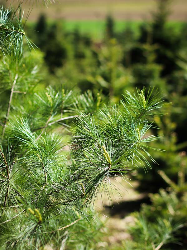 frische Tannenzweige