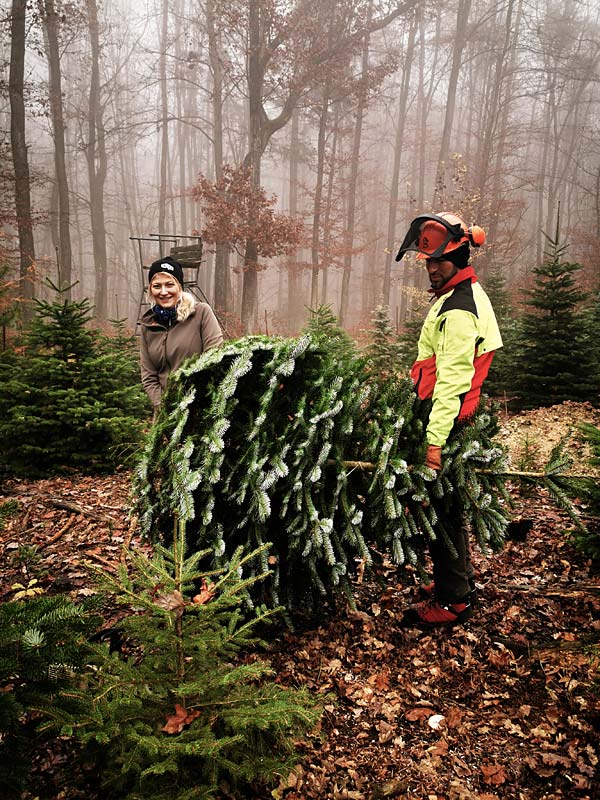 frische Christbäume direkt aus der Plantage