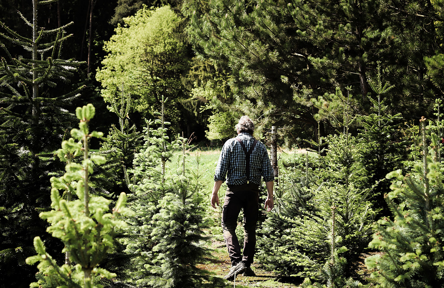 Christbaumverkauf in Kelheim bei Regensburg